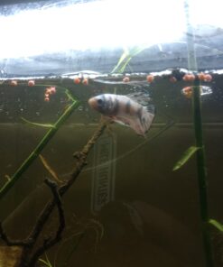 TetraBetta PLUS Floating Mini Pellets, Fish Food With Natural Color Enhancer, 1.2 ounces 1.2 Ounce (Pack of 1) 31 61als8vADeL