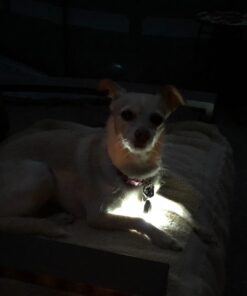 Small Dog Light - Dog Collar Light - Bubbas Leash Light - 2 Per Pack - Dog Walks & Backyard Monitoring. Attaches to Leash, Dog Collar, Harness. Small & Large Dogs. (Stealth Black) Bubba's Leash Light 45 61amY dAmiL