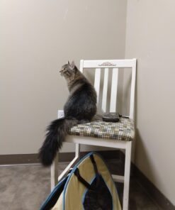 Necoichi Portable Stress Free Cage Carrier and Litter Box, Indoor & Outdoor, Travel (Beige, Carrier) Beige 40 61amZ9pvVGL 1