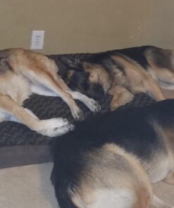 Furhaven Orthopedic Dog Bed for Large Dogs w/ Removable Washable Cover, For Dogs Up to 95 lbs - Ultra Plush Faux Fur & Suede Mattress - Chocolate, Jumbo/XL Ultra Plush Curly Faux Fur (Chocolate) 40.0"L x 32.0"W x 4.0"Th Orthopedic Foam 55 61au7Qbd1KL 1