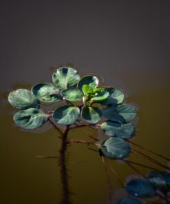 Nikon D750 FX-format Digital SLR Camera Body Body Only Base 62 61avvihJLpL