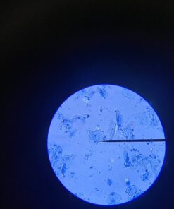 AmScope M150C-I 40X-1000X All-Metal Optical Glass Lenses Cordless LED Student Biological Compound Microscope 45 61b W7PF7mL