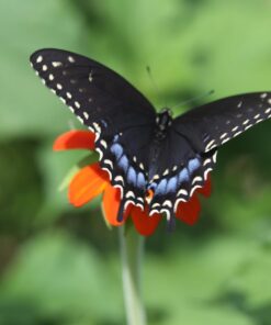 Outsidepride Tithonia Speciosa Red Mexican Sunflower Garden Cut Flowers - 1000 Seeds 46 61b2PHYA7kL
