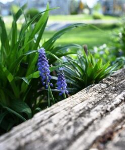 Nikon NIKKOR Z 24-70mm f/2.8 S | Professional large aperture mid-range zoom lens for Z series mirrorless cameras | Nikon USA Model Single 43 61b2VxQLZsL