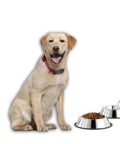 GPET Dog Bowl 32 Ounce Stainless Steel with Rubber Base (Set of 2) 13 61bBh1J X9L