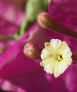 Meike MK-S-AF3B Auto Focus Extension Tube 10mm 16mm For Sony A7 A7M2 NEX 3 NEX 5 NEX 6 A6600 A5000 A6000 A6100 A6300 A6400 A6500 A9 62 61bD4Pi8XUL