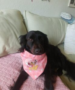 Leashboss Short Dog Leash for Dog Training | Padded Traffic Handle Short Leash for Dog Training, Total Comfort when Dog Walking | Traffic Leash for Dogs Large, Medium, Small | Short Nylon Dog Lead 12 Inch Black 57 61bJqyX7IsL