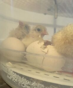 iTavah Egg Incubator, Chicken Incubators for Hatching Eggs with Automatic Egg Turning and Temperature Control, 9-12 Eggs Poultry Hatcher for Chicken Duck Bird 31 61bPHnN8UtL