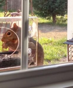 Large Clear Window Bird Feeder - Extended House with Strong Suction Cups - Steel Perch Sliding Feed Seed Tray - See Through Transparent Big Birdhouse - Wild Finch, Cardinal, Blue Jay - Cool Cat Gift 95 61bTOYpFjUL