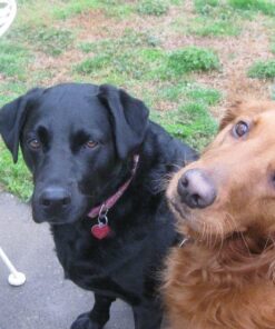 K9 Advantix II Large Dog Vet-Recommended Flea, Tick & Mosquito Treatment & Prevention | Dogs 21-55 lbs. | 2-Mo Supply 2 Pack Large Dog only 41 61bi6pIReOL