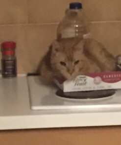 Purina Fancy Feast Classic Pate Ocean Whitefish and Tuna Feast Classic Grain Free Wet Cat Food Pate - (24) 3 oz. Cans Ocean Whitefish & Tuna 3 Ounce (Pack of 24) 24 61bk4Yvw3uL