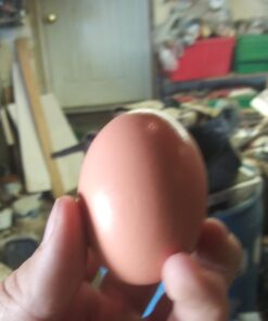 SallyFashion 7 Pcs Wooden Fake Eggs, 3 Colors Wooden Easter Egg Wood Eggs for Crafts Fake Chicken Eggs Nesting Eggs Easter Home Decor 32 61bzsJMN2DL