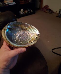 Hand Selected Abalone Shell, 6 Inches or Larger. Perfect for Holding Incense, Trinkets, and More 36 61c1IpeudHL