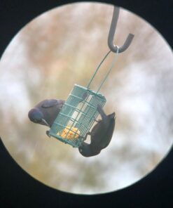 Suet Songbird Very Berry Cake, 16 Pack 22 61c4zlS wLL