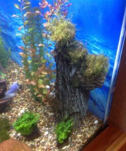 Bolbitis Difformis Baby Leaf Fern Potted Live Aquarium Plants for Freshwater Fish Tank by Greenpro 42 61cQpMPSVcL 1