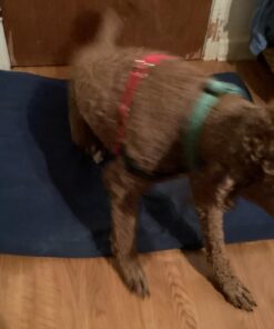 Pet 'n Shape Chik 'N Rice Dumbbells - All Natural Dog Treats, Chicken, 32 oz 2 Pound (Pack of 1) 33 61cZDA6xZEL