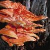Mushroom Man LLC, 100 Plugs - Chicken of The Woods Mushroom Mycelium Plug Spawn (Laetiporus sulphureus) Hardwood
