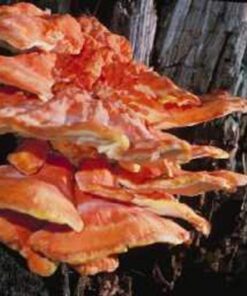 Mushroom Man LLC, 100 Plugs - Chicken of The Woods Mushroom Mycelium Plug Spawn (Laetiporus sulphureus) Hardwood