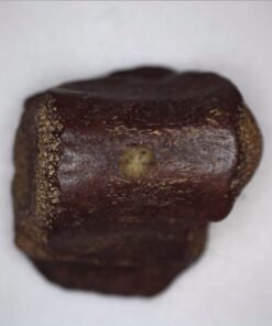 Celestron - 5 MP Digital Microscope Pro - Handheld USB Microscope Compatible with Windows PC and Mac - 20x-200x Magnification - Perfect for Stamp Collecting, Coin Collecting Handheld Digital Microscope Pro 82 61cjIbliTvL