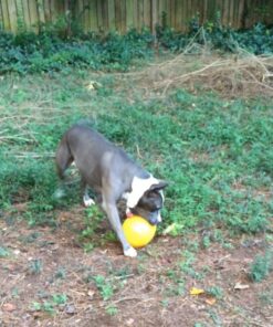 Jolly Pets Jolly Egg Dog Toy, 12 Inches/Large, Yellow Large (12 in) 38 61csNY9hVHL