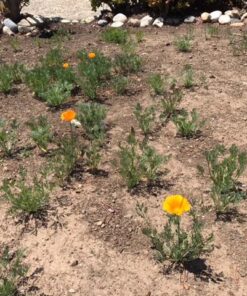 Orange California Poppy Seeds, Bulk Pack of 8 Oz, 150,000+ Seeds by Seeds2Go 23 61cylqirvwL