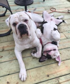 Leashboss Short Dog Leash for Dog Training | Padded Traffic Handle Short Leash for Dog Training, Total Comfort when Dog Walking | Traffic Leash for Dogs Large, Medium, Small | Short Nylon Dog Lead 12 Inch Black 42 61cz36Lam1L 2