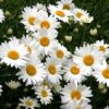 Flower Daisy Shasta Alaska FBA-8723 (White) 200 Non-GMO, Heirloom Seeds 36 61d7CoeRBfL