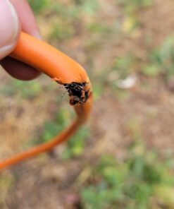 Amazon Basics 100-Foot 3-Prong Vinyl Indoor/Outdoor Extension Cord - 10 Amps, 1250 Watts, 125 VAC - Orange 100 ft 25 61d8vpWogzL