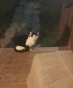 TEMPTATIONS Classic Crunchy and Soft Cat Treats Tasty Chicken Flavor, 16 oz. Tub 39 61d9MrQHbbL