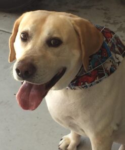 BUBBAS Super Strength Enzyme Cleaner - Pet Odor Eliminator - Carpet Stain Remover - Remove Dog & Cat Urine Odor from Mattress, Sofa, Rug, Laundry, Hardwood Floors and more. Puppy Training Supplies 128 Fl Oz (Pack of 1) 38 61dAC0FFxbL