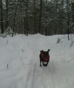 Kurgo Loft Dog Jacket, Reversible Dog Coat, Wear with Harness or Sweater, Water Resistant, Reflective, Winter Coat For Medium Dogs (Chili Red, M) Chili Red/Charcoal 47 61dAvzwvipL