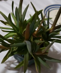 Espoma Organic Cactus Potting Soil Mix, Natural & Organic Soil for Cactus, Succulent, Palm, and Citrus grown in containers both indoors and outdoors, 4 qt, Pack of 1 4 Quart 44 61dDHCJu6cL