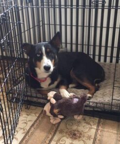 MidWest Homes for Pets Deluxe Dog Beds | Super Plush Dog & Cat Beds Ideal for Dog Crates | Machine Wash & Dryer Friendly, 1-Year Warranty Mocha 36-Inch 29 61dF88nUapL