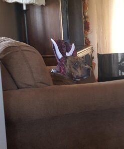 Animal Planet PET20104 Triceratops Dog Costume, Large 19 61dLBuuAhmL