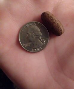 Women’s Prenatal Multivitamin with Vitamin D3, B6, B12, C & Iron, Folate for Energy & Healthy Fetal Development – Garden of Life Organics – Organic, Non-GMO, Gluten-Free, Vegan, 30 Day Supply 90 Count (Pack of 1) 24 61dN7r9Cw L