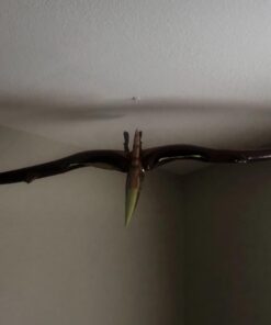 Jet Creations 57" Inflatable Pteranodon, Large Inflatable Dinosaurs Animals Toys for Indoor and Outdoor Play Pteranodon / Pterodactyl 32 61dg1qf4HUL