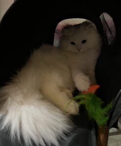 OurPets 100-Percent North American Catnip Filled Carrot Cat Toy 24 Karat OurPets 100-Percent Premium North- American Grown Cosmic Catnip Cat Toy 40 61dwX1CSgEL