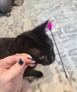 Wondercide - Flea, Tick & Mosquito Spray for Dogs, Cats, and Home - Control, Prevention, Treatment - with Natural Essential Oils - Pet and Family Safe - Peppermint 16 oz 23 61e1ogYvSaL