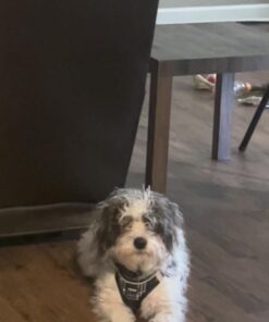 Dog Bark Collar, DINJOO Bark Collar for Large Medium Small Dogs,Smart Bark Collar,Rechargeable Anti Barking Training Collar with 8 Adjustable Sensitivity,Bark Shock Collar with Beep 31 61e4pX20RwL