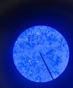 AmScope M150C-I 40X-1000X All-Metal Optical Glass Lenses Cordless LED Student Biological Compound Microscope 46 61e8bK1HKL