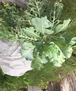 Tierra Garden 50-8000 Haxnicks Easy Fleece Jacket, 2-Pack, Large 16 61eD37yD0L