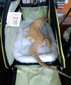 Paws & Pals Airline Approved Pet Carrier - Soft-Sided Carriers for Small Medium Cats and Dogs Air-Plane Travel On-Board Under Seat Carrying Bag with Fleece Bolster Bed for Kitten Cat Puppy Dog Taxi Green 42 61eGYCqZpOL