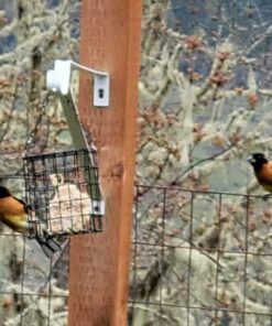 Heath Outdoor Products DD4-12 Heath Bird Suet, Yellow, 11.25 Ounce (Pack of 12) 11.00 Ounce (Pack of 12) 40 61eRHPywfUL