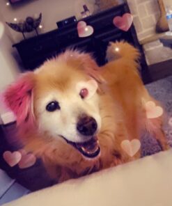 POINTPET Glucosamine for Dogs - Hip & Joint Supplement - Dog Mobility Soft Chews with Chondroitin & MSM - Dog Supplement with Omega 3, Vitamin C & E for Hips and Joints 120cnt 120 Soft Chews 31 61efmhtiRML