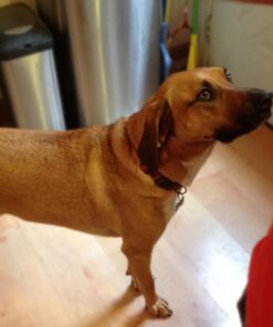 POINTPET Glucosamine for Dogs - Hip & Joint Supplement - Dog Mobility Soft Chews with Chondroitin & MSM - Dog Supplement with Omega 3, Vitamin C & E for Hips and Joints 120cnt 120 Soft Chews 27 61eqqHGsZL