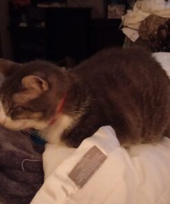 Purina Cat Chow Naturals With Added Vitamins, Minerals and Nutrients Dry Cat Food, Naturals Original - 13 lb. Bag Chicken & Salmon 13.00 Pound (Pack of 1) 35 61exlC7jPiL