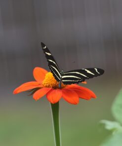 Outsidepride Tithonia Speciosa Red Mexican Sunflower Garden Cut Flowers - 1000 Seeds 47 61ezzkk3xGL
