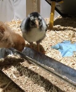 Premier Chick Brooder Heating Plate - 16" x 24" 32 61fCa 5fNHL