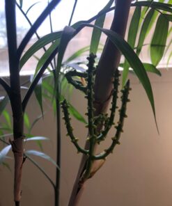 Jobe’s 05101, Fertilizer Spikes, For Fern & Palm, 30 Spikes 23 61fEP TNumL