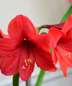 Nikon D3300 24.2 MP CMOS Digital SLR with Auto Focus-S DX NIKKOR 18-55mm f/3.5-5.6G VR II Zoom Lens (Red) 32 61fHu3rajdL